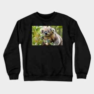 Koala eating gum leaves. Crewneck Sweatshirt